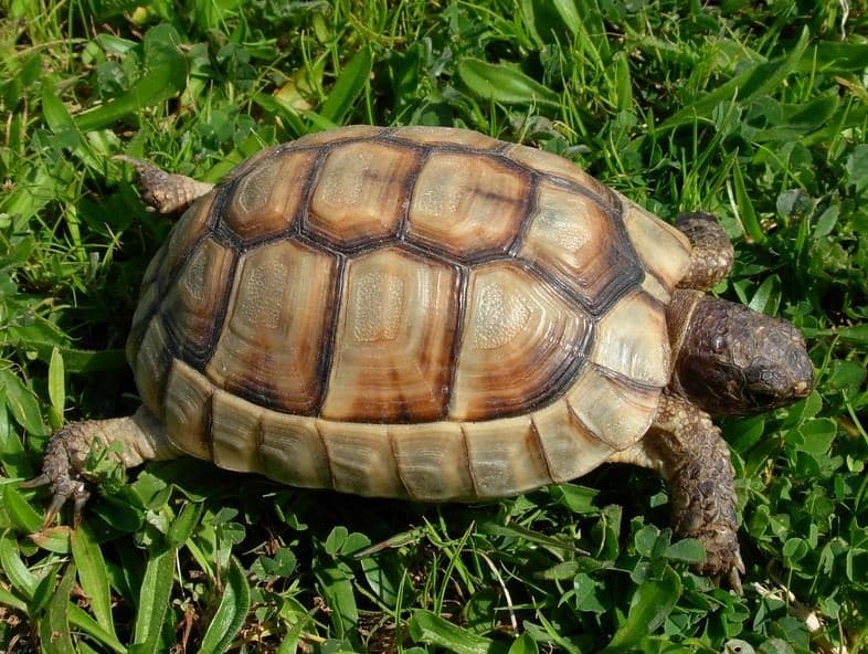 Marginated Tortoise 2