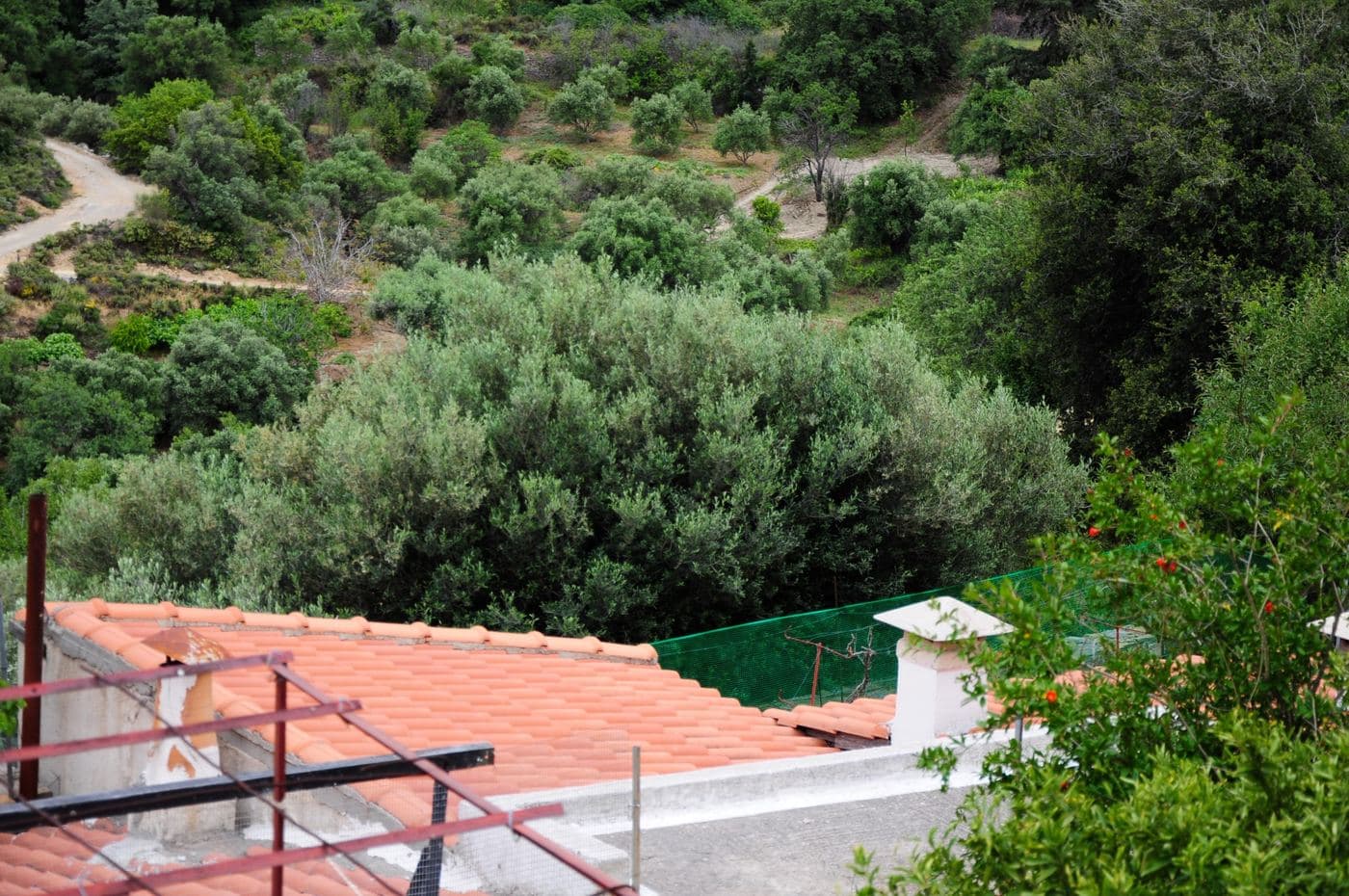 Mathena olive tree