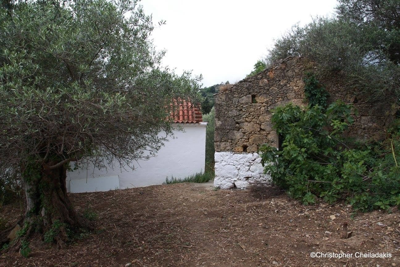 Monumental Olive Tree of Kamara at Deliana