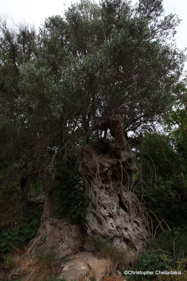 Monumental Olive Tree of Kamara at Deliana 2