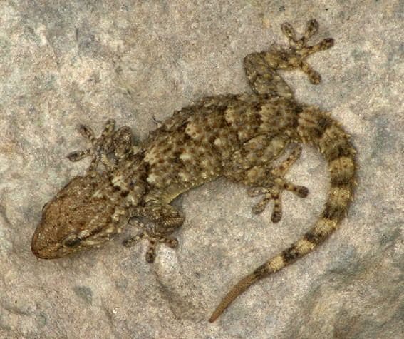 Moorish Wall Gecko 2