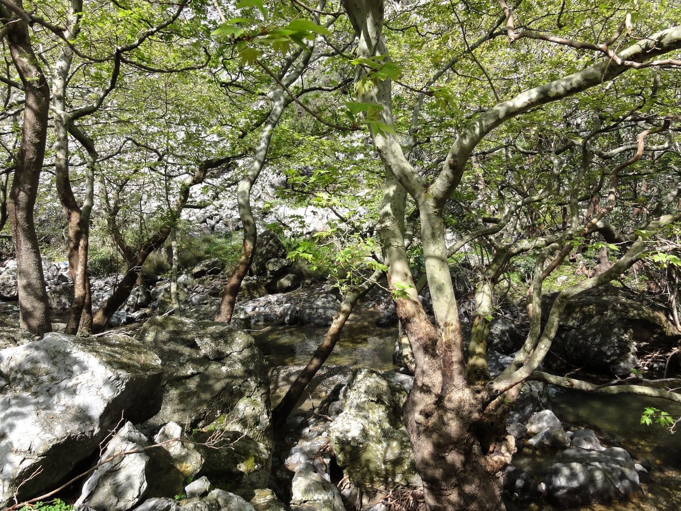Moundros Gorge (Kollita)
