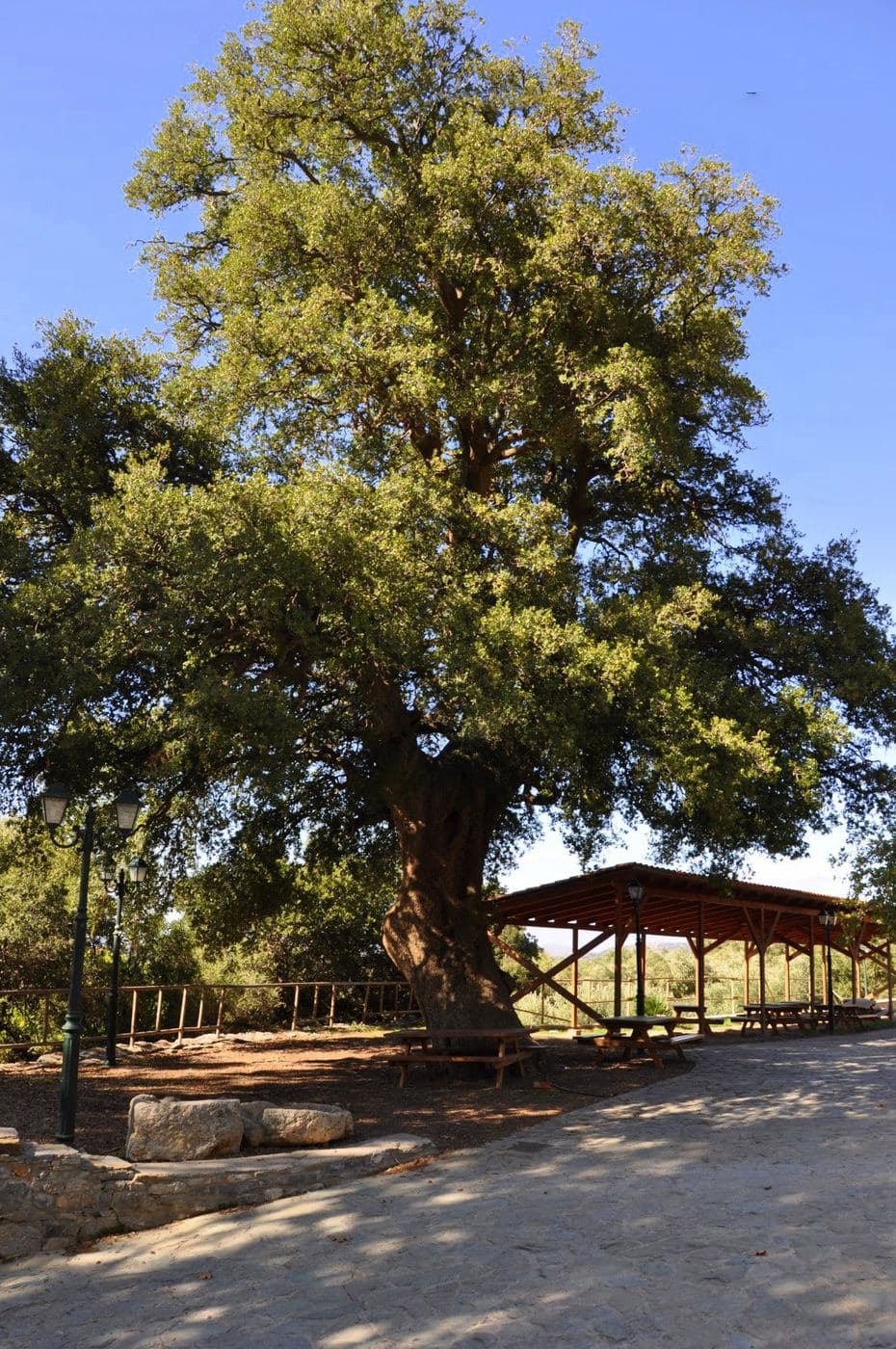 Oak tree of Ismael