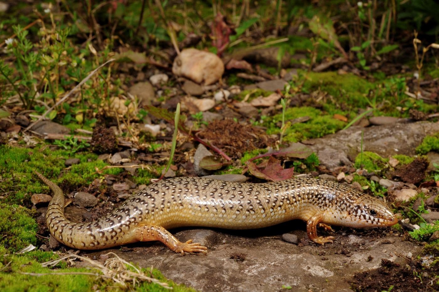 Ocellated Skink