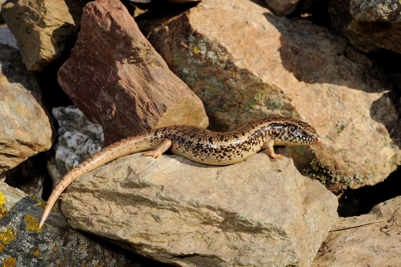 Ocellated Skink 2