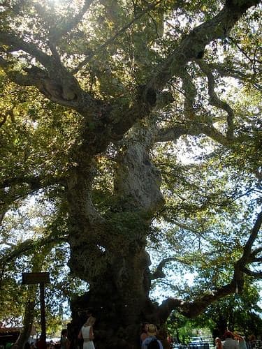 Plane Tree (Platanus)