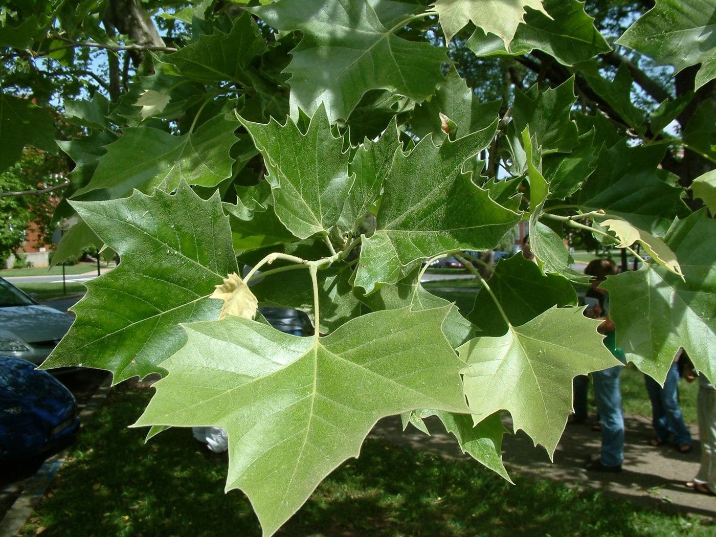 Plane Tree (Platanus) 2
