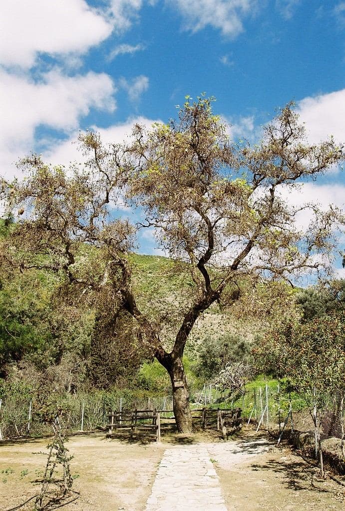 Plane tree of Gortys
