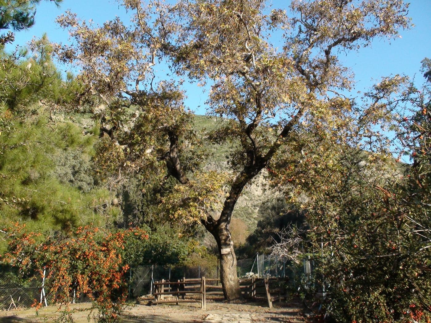 Plane tree of Gortys 2