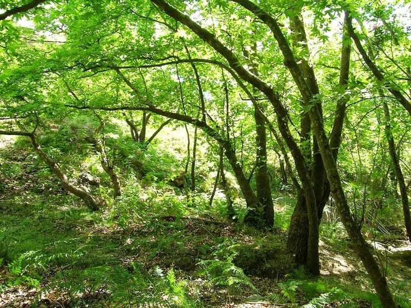 Prasses Gorge