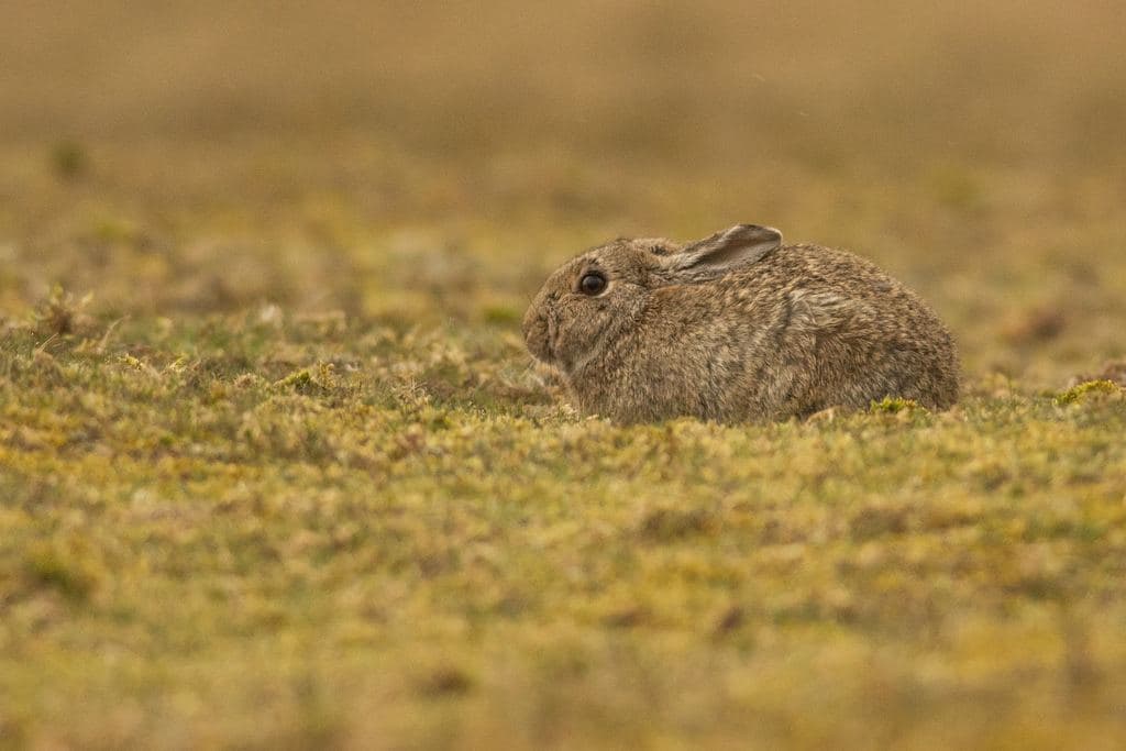Rabbit