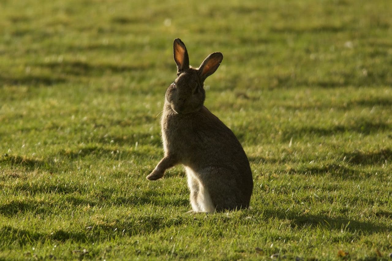 Rabbit 2