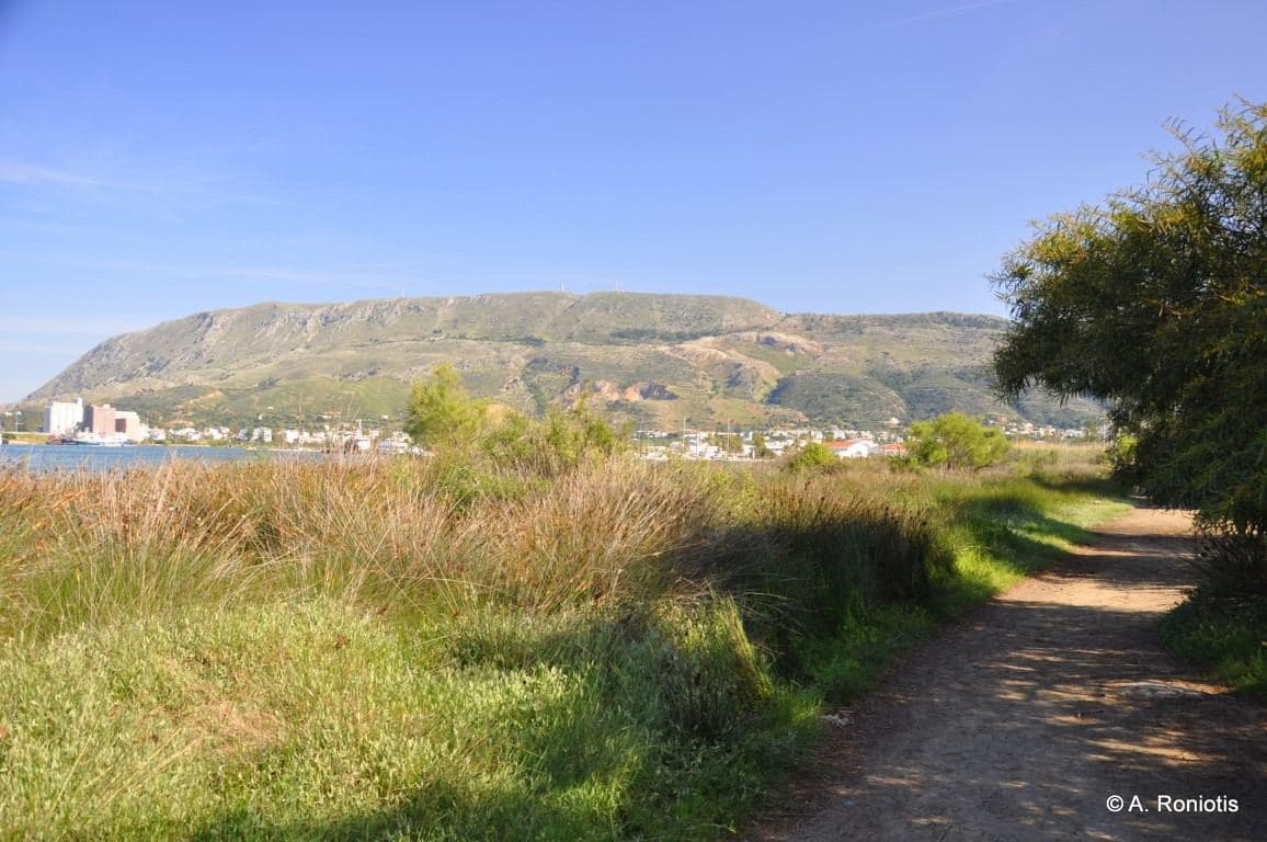 River Moronis 2