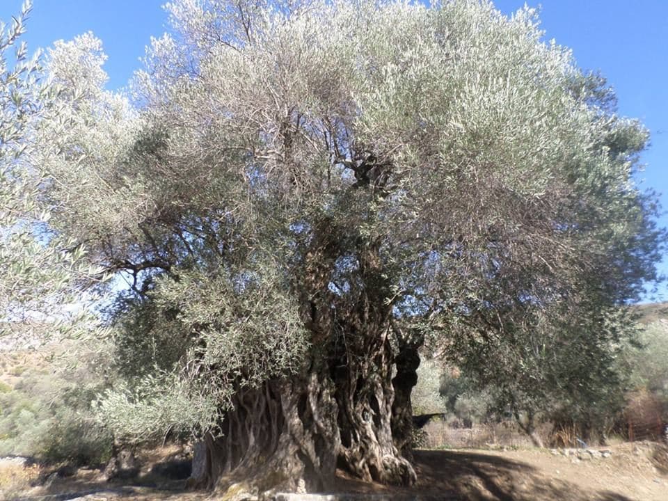 Saint George olive tree at Anissaraki 2