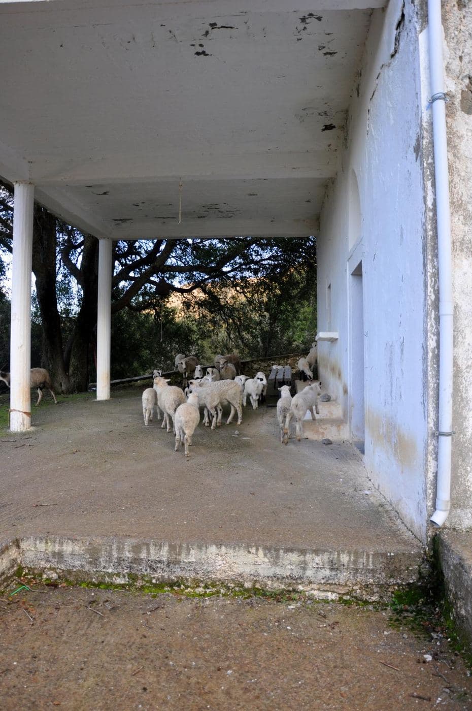 Saint Pelagia church at Lassithi Plateau 2