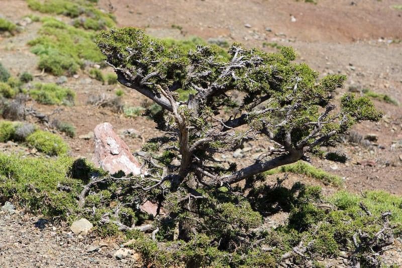 Selakano Wood