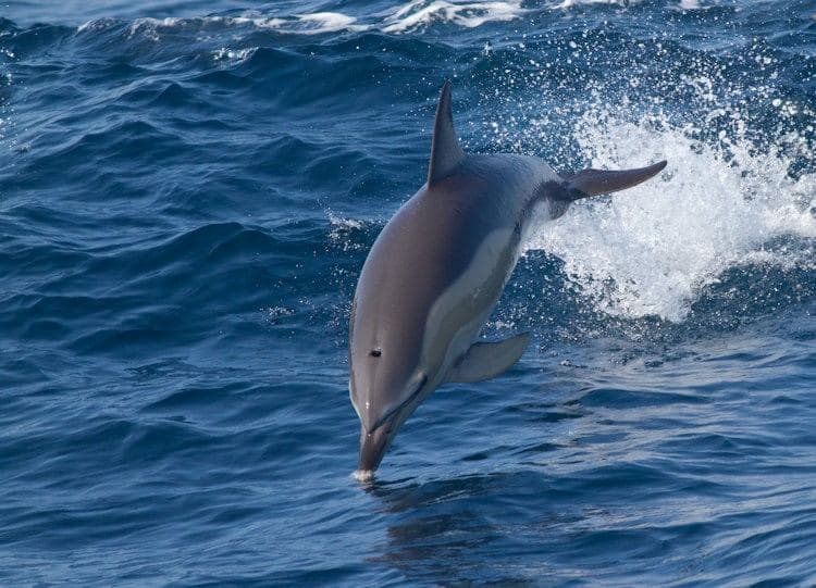 Short-beaked common dolphin 2