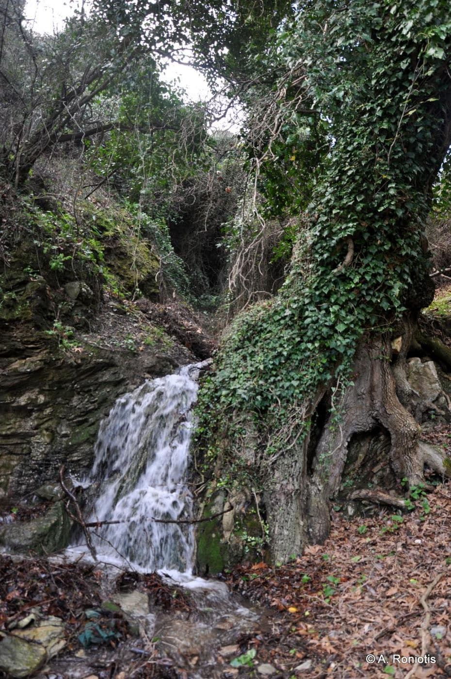 Spiliotissa Gorge, Rogdia 3