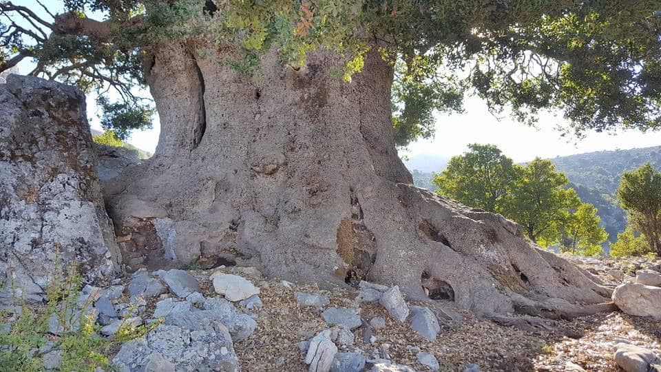 The oak tree of Katharo 2