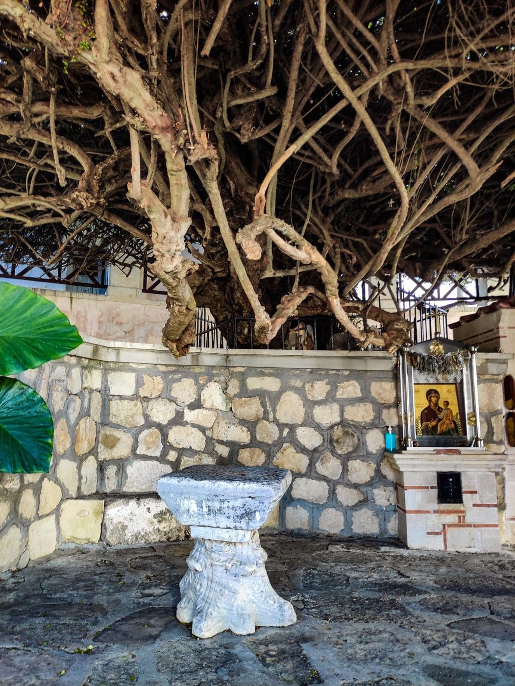 The Holy Myrtle of Paliani