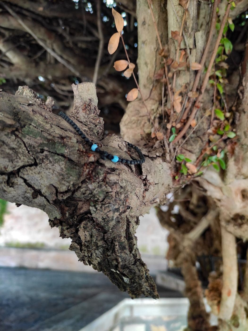 The Holy Myrtle of Paliani 2