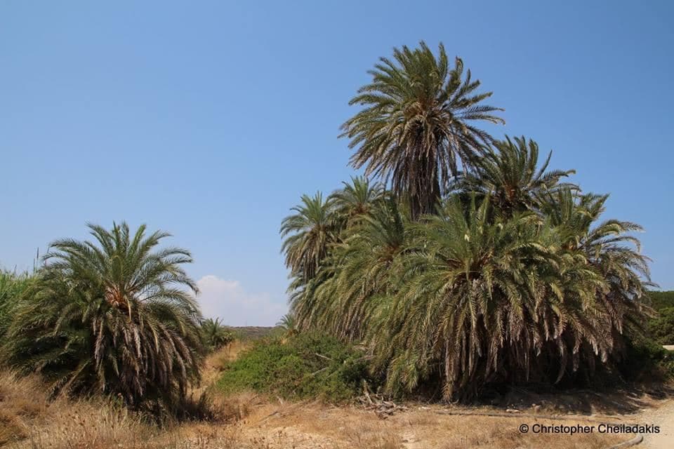 Vai palmgrove 2