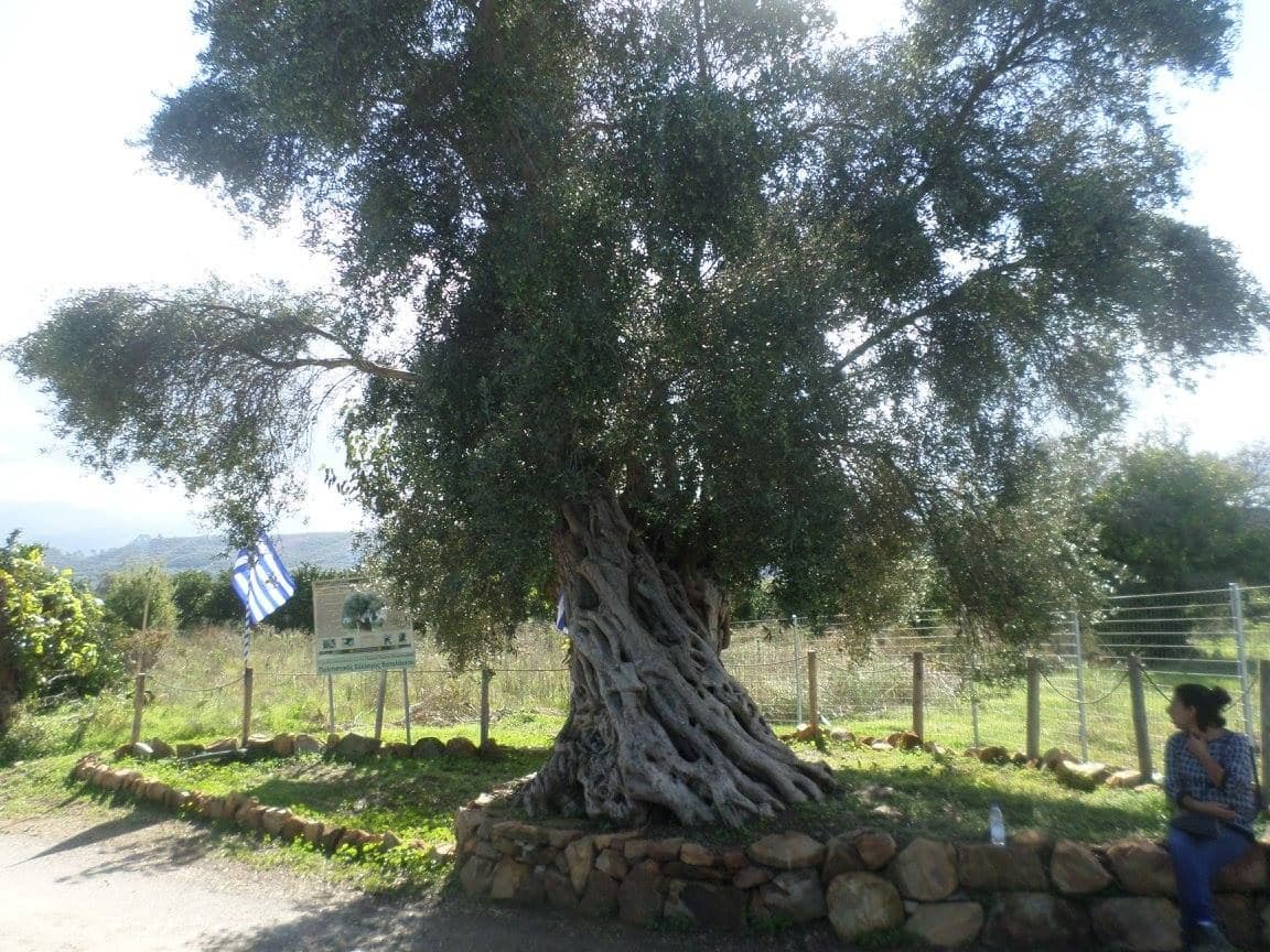 Vatolakkos olive tree