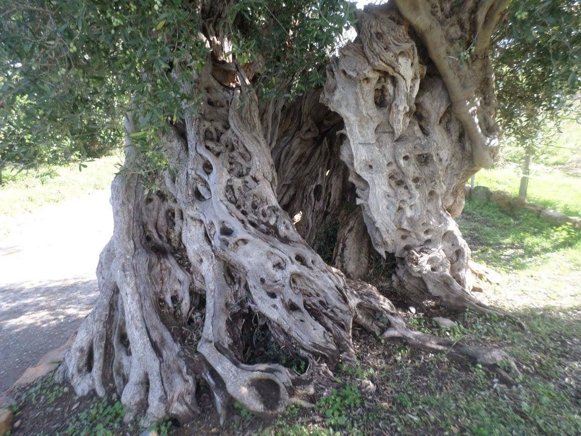 Vatolakkos olive tree 2